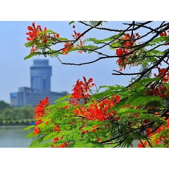 Hvordan skaper Royal Poinciana fantastiske tropiske landskap?