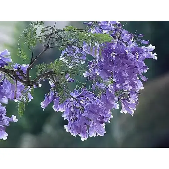 Hvordan skaper et Jacaranda-tre fantastiske landskap og langvarig skjønnhet? Hvordan skaper et Jacaranda-tre fantastiske landskap og langvarig skjønnhet?