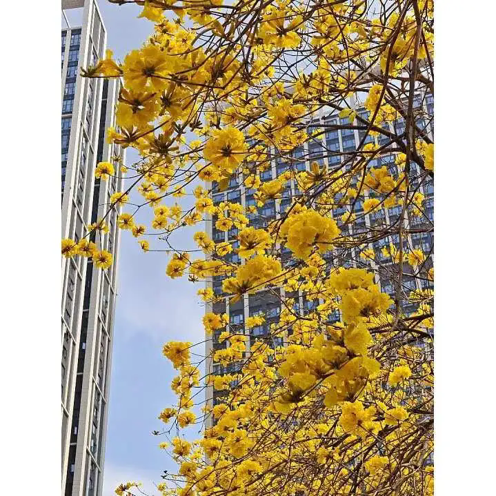 Hvordan forbedrer Golden Trumpet Tree landskapets skjønnhet og miljøverdi? Hvordan forbedrer Golden Trumpet Tree landskapets skjønnhet og miljøverdi?
