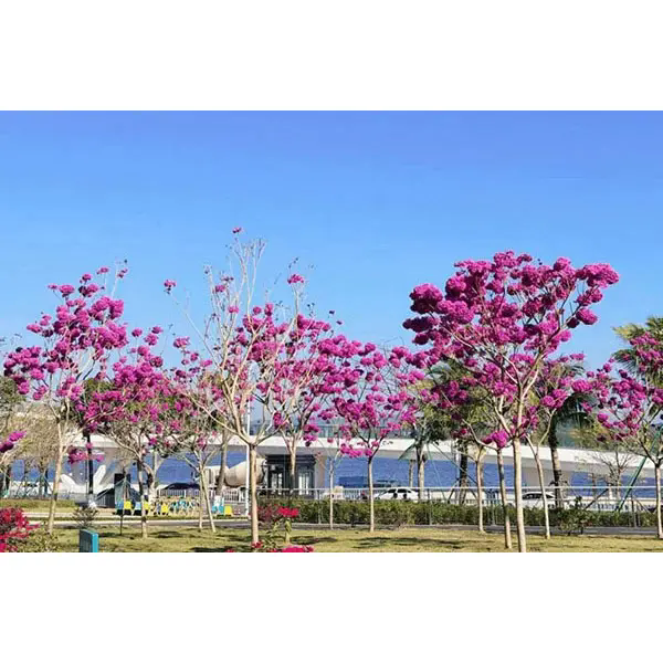 Hva gjør Purple Trumpet Tree til et ideelt valg for fantastiske landskapsprosjekter?
