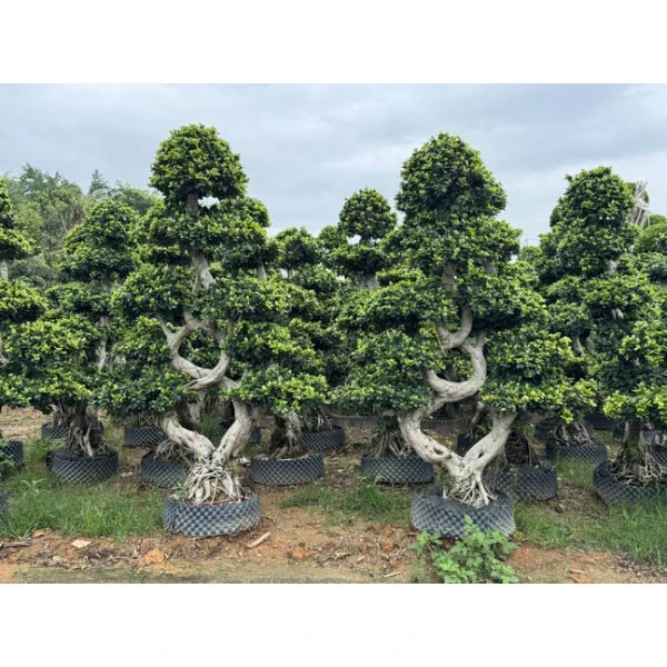Ficus Microcarpa gatetrær