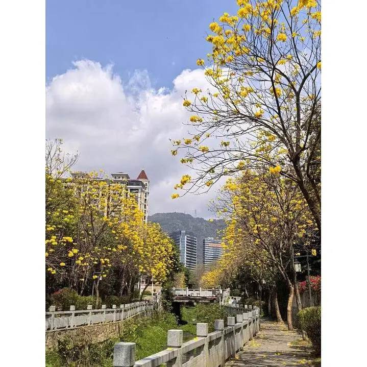 Golden Trumpet Tree Bonsai