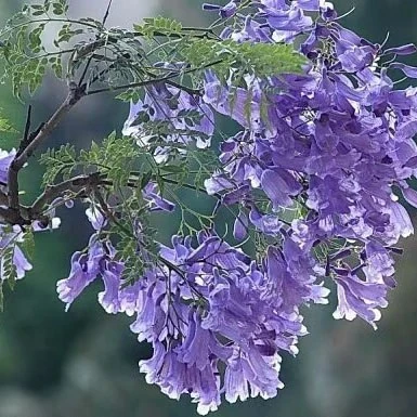 Jacaranda Bonsai Tree