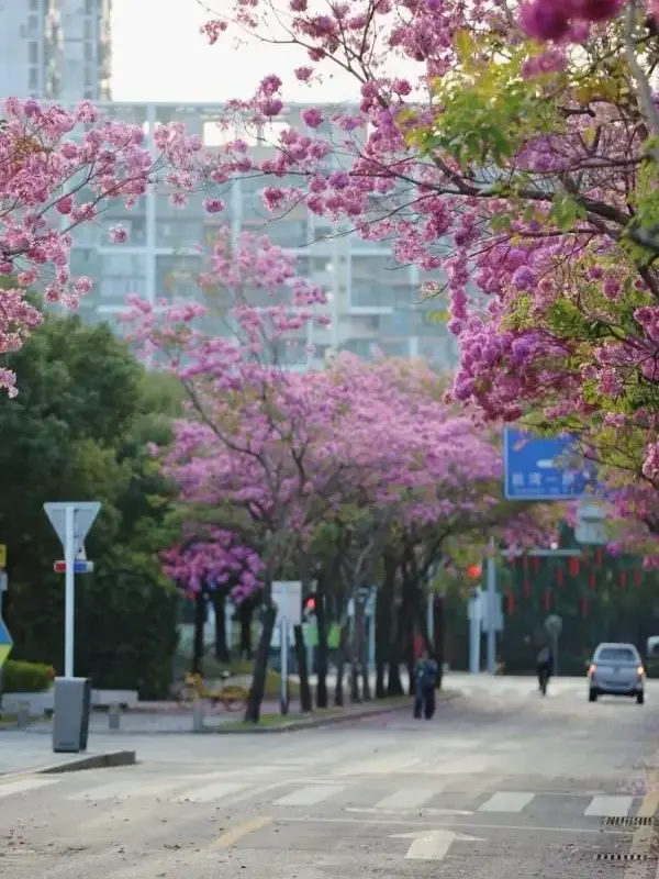 Pink Trumpet Street Trees