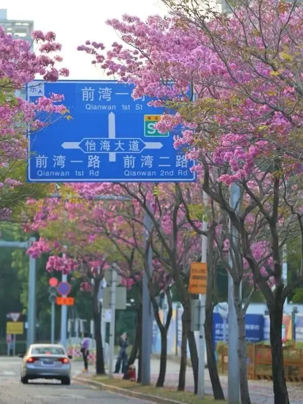 Pink Trumpet Street Trees