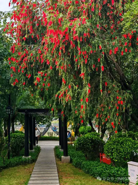 Specimen Weeping Bottlebrush Tree