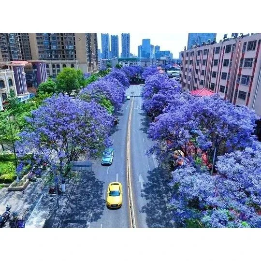 Jacaranda Street Trees Jacaranda Street Trees