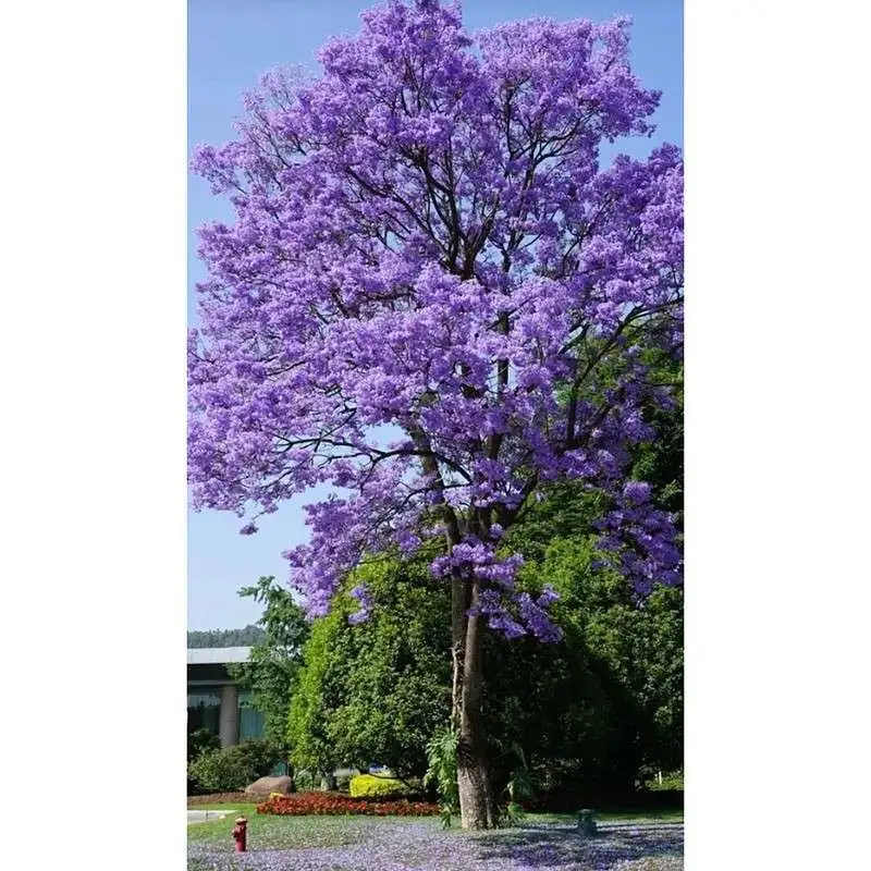 Jacaranda Street Trees