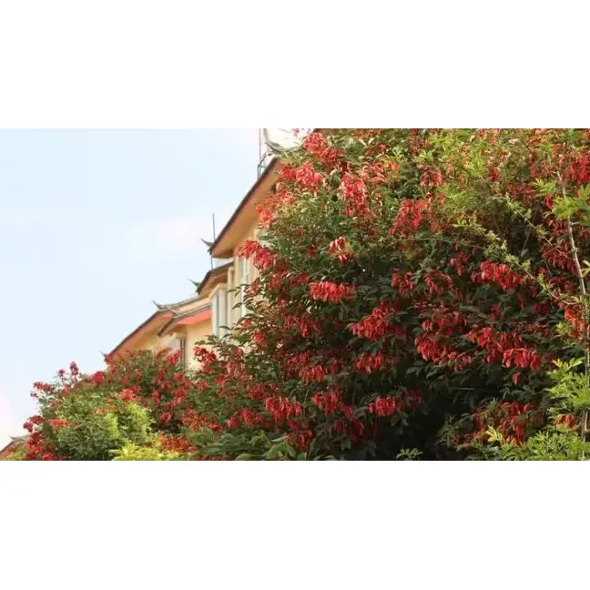 Prøve Cockscomb Coral Tree