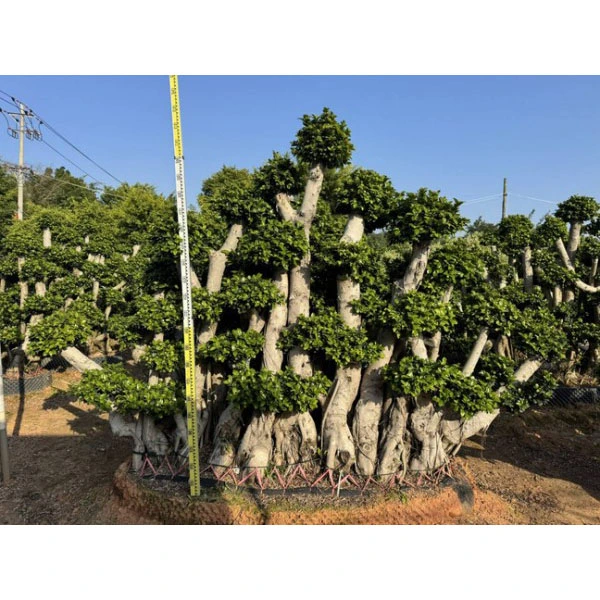 Prøve Ficus microcarpa Tree