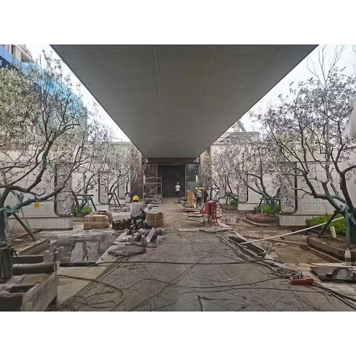 Street Olive Tree