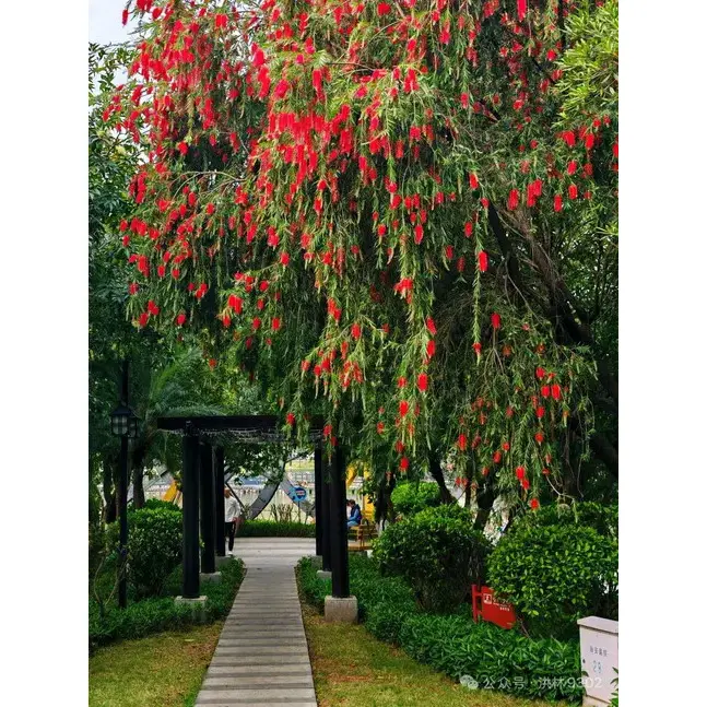 Weeping Bottlebrush Liners